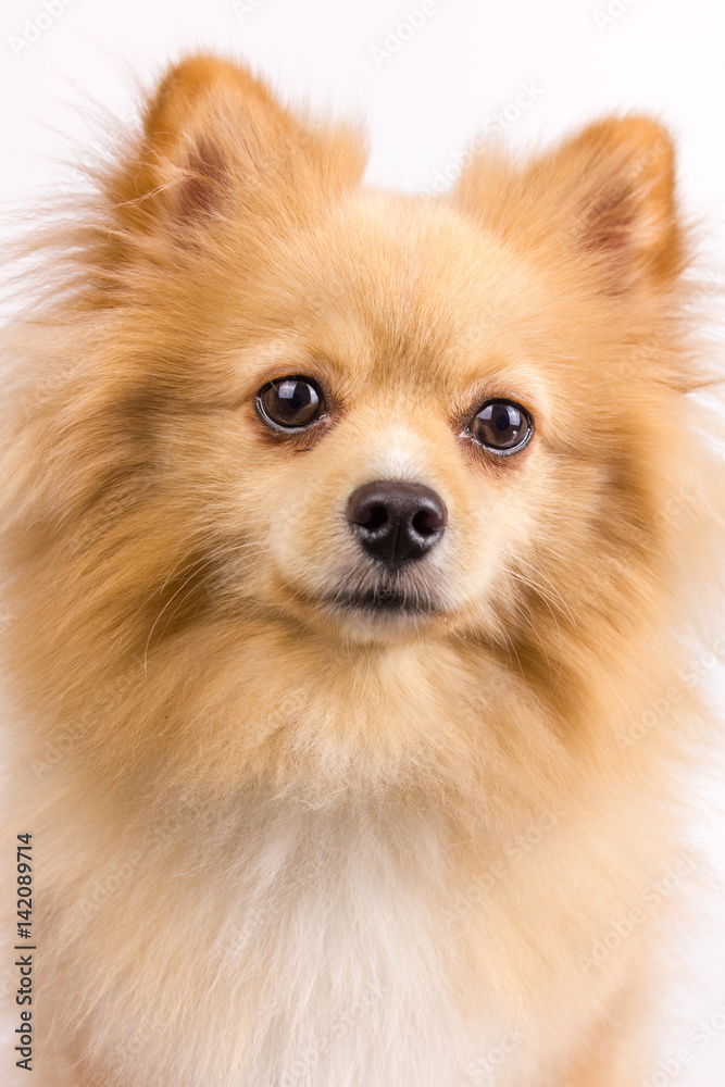 isolated dogs on white background, pomeranian dogs, dogs on white