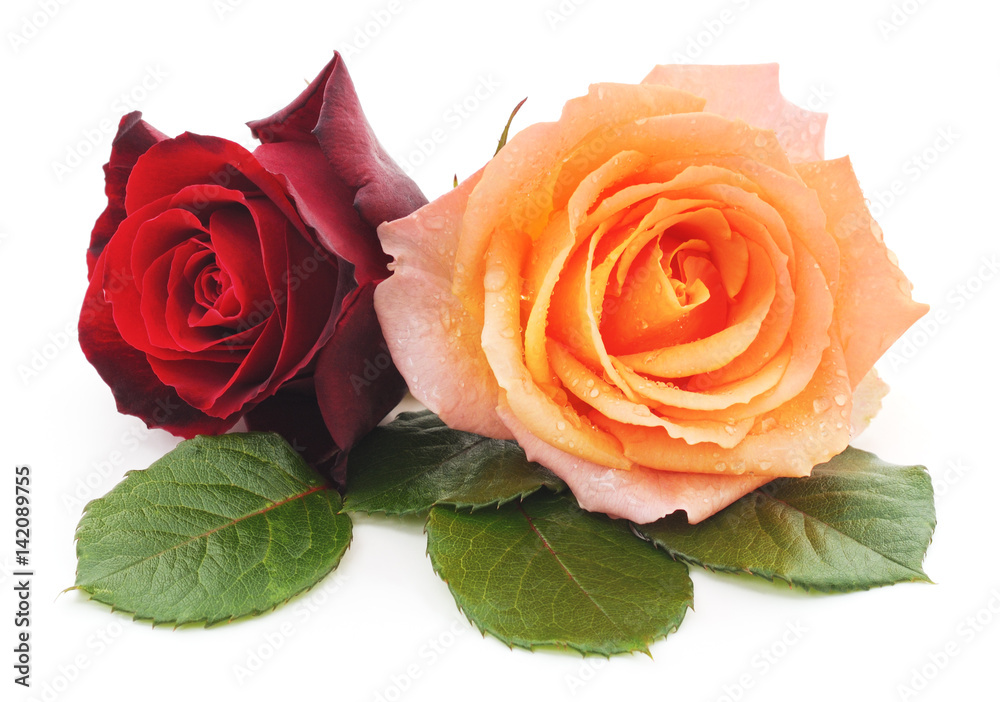 Naklejka premium Two roses.