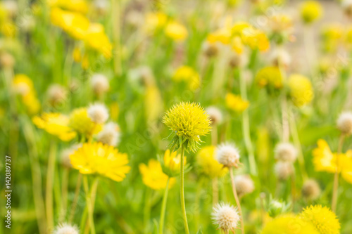 Flowers in the garden