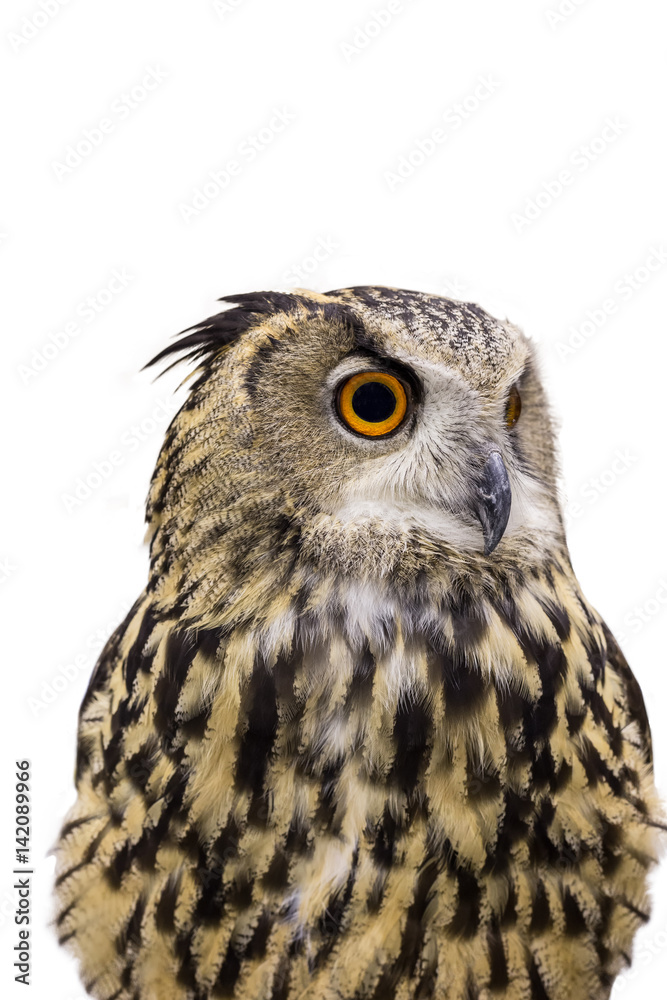 isolated Great Horned Owl, Bubo Virginianus Subarcticus, bird on white background isolated Great Horned Owl, Bubo Virginianus Subarcticus, bird on white background