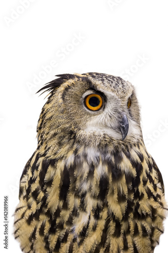 isolated Great Horned Owl, Bubo Virginianus Subarcticus, bird on white background