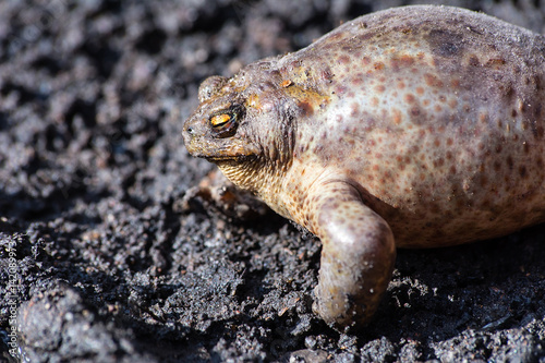 Common toad (Bufo bufo) on the muddy road