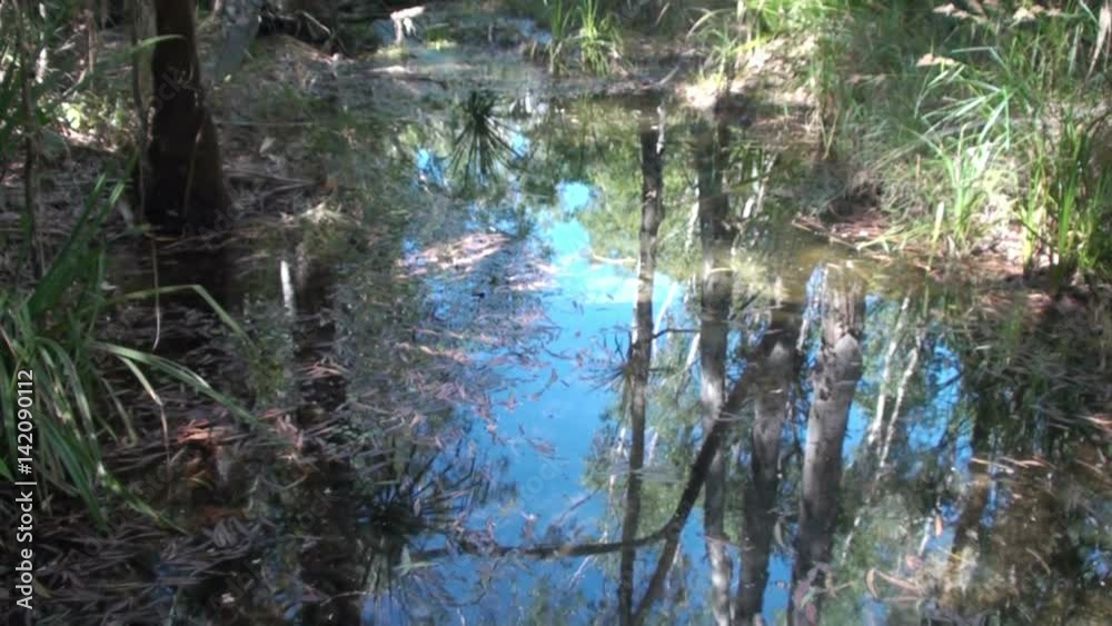 Tropical Forest in the North of Australia Tropical Forest in the North of Australia