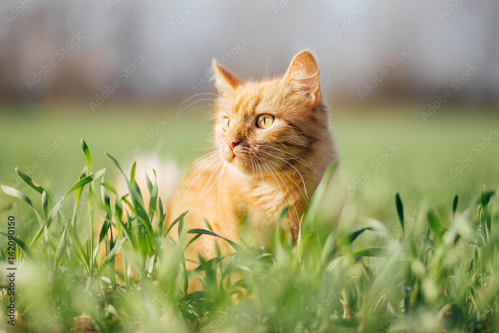 Fototapeta premium Kot w zielonej trawie. Puszysty czerwony kot z żółtymi oczami