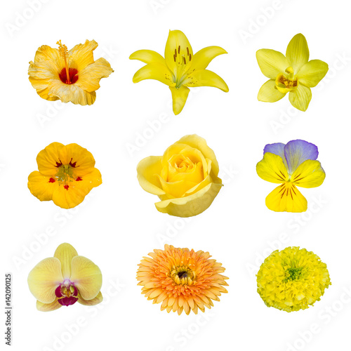 collection of various yellow flower contain hibiscus, rose, lilly, gerbera, marigold, pansy, orchid and nasturtium