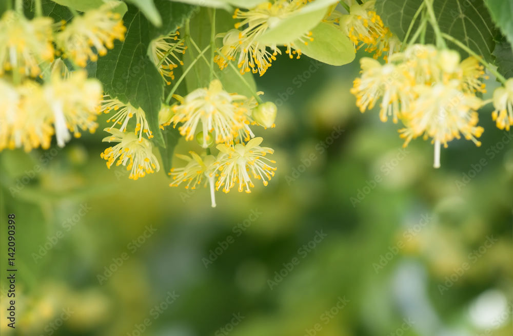 flowers blossoming tree linden tree, spring flowers blossoming tree linden tree, spring