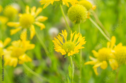 Flowers in the garden