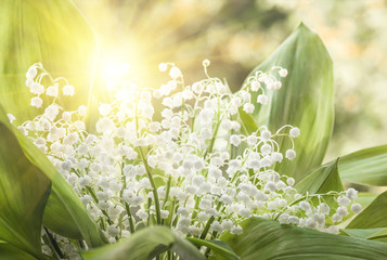 Acrylglasbilder Maiglöckchen Maiglöckchen Frühlingsblüte Detailansicht  © fotolesnik