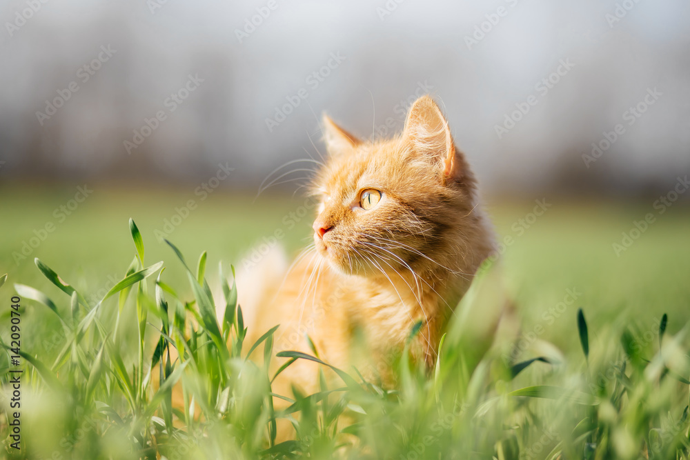 Obraz premium Cat in the Green Grass. Fluffy Red Cat with Yellow Eyes