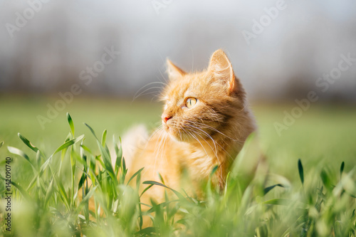Cat in the Green Grass. Fluffy Red Cat with Yellow Eyes