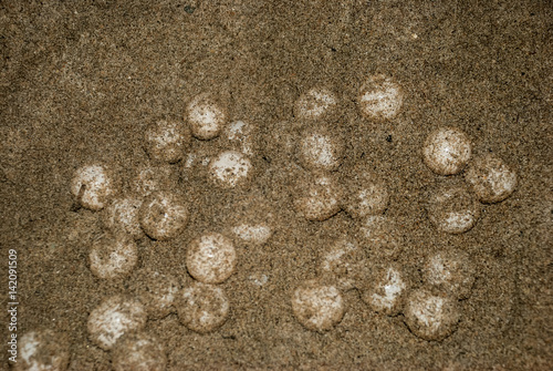 egg turtle in Mexico