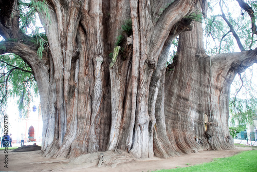 Tree Tule in Mexico photo