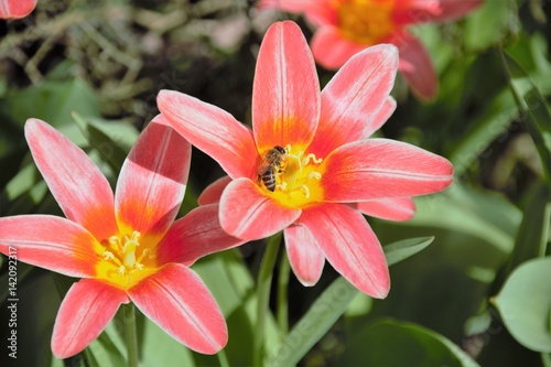 Ein Tulpe wir von einer Biene besucht.