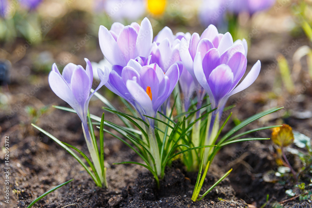 View of blooming first spring flowers crocus View of blooming first spring flowers crocus