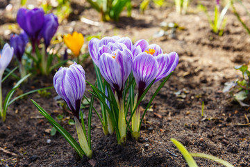 Wandcirkels Krokussen Eerste krokussen ontluiken in lente  © BY-_-BY