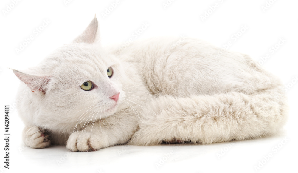 Fototapeta premium White cat.