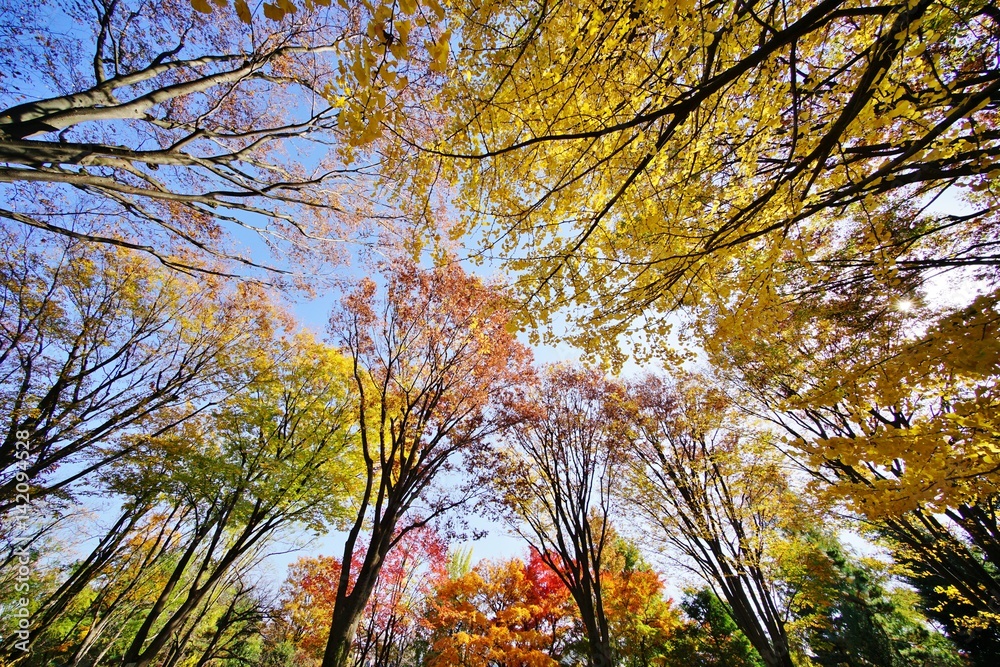 Obraz premium 色づく木々