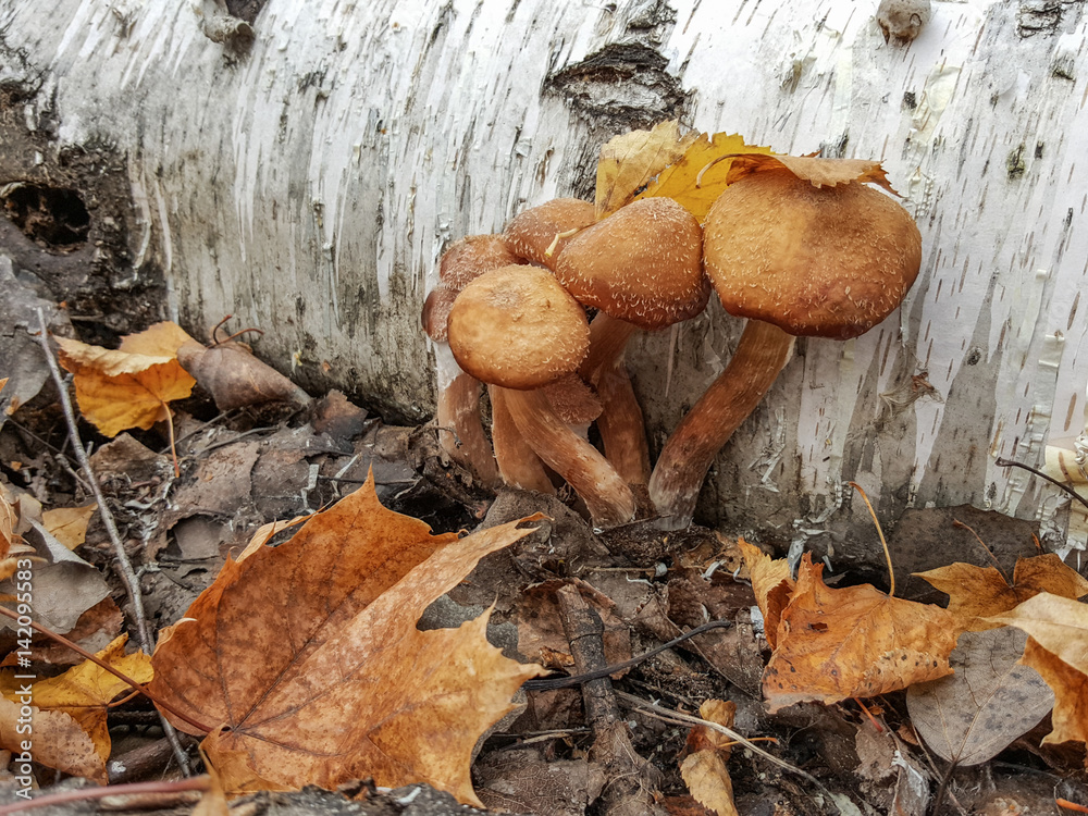 Forest mushrooms honey agarics, which grow in large numbers in the Saratov region. They are marinated and fried. Delicious! Forest mushrooms honey agarics, which grow in large numbers in the Saratov region. They are marinated and fried. Delicious!