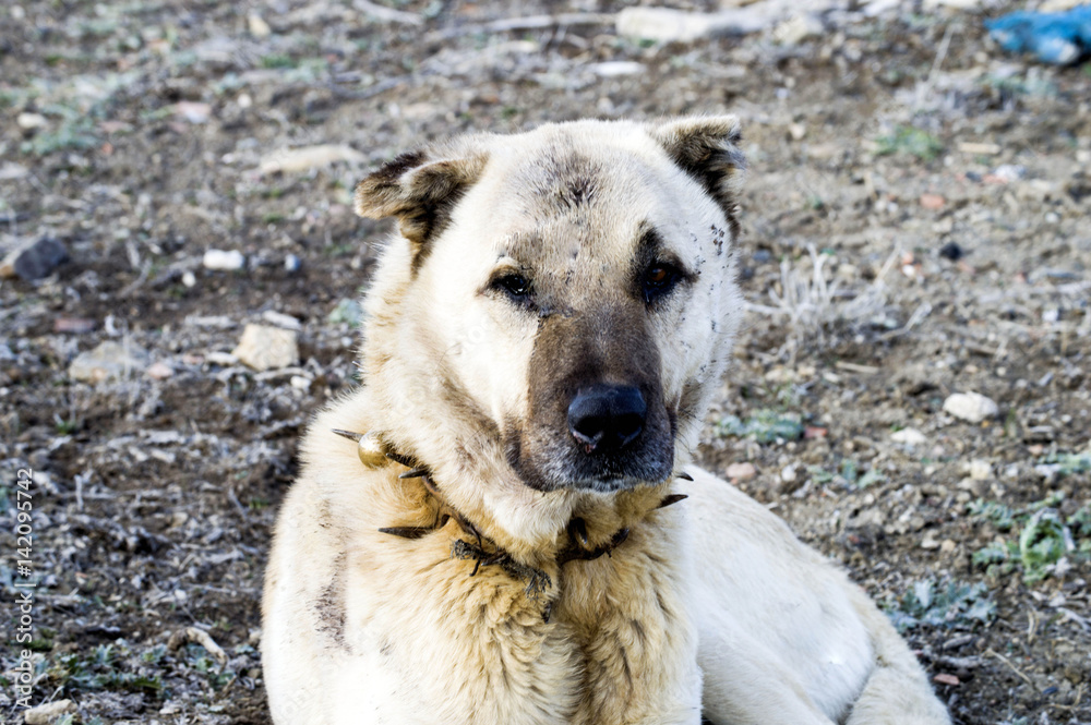 A shepherd dog, a shepherd dog that protects the sheep from the wolf Tired dog shepherd dog, resting shepherd dog
