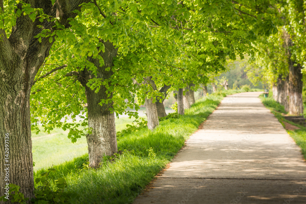 View of alley in park on a springtime. Selective focus and blurred background. View of alley in park on a springtime. Selective focus and blurred background.