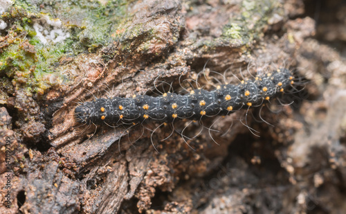 Waved Black  Parascotia fuliginaria larva on wood