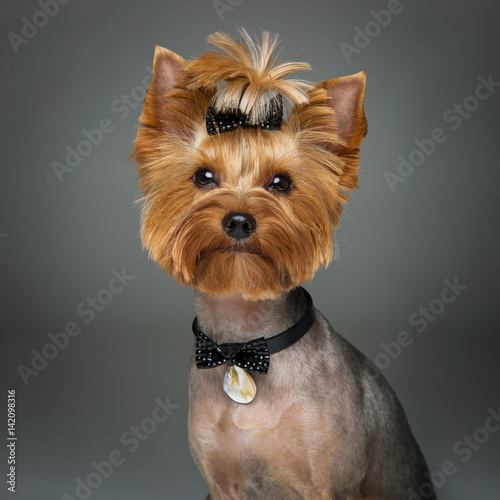 Fototapeta Naklejka Na Ścianę i Meble -  Beautiful yorkshire terrier with necklace