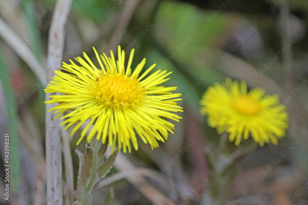 Huflattich / Tussilago farfara, Alpen, Schweiz Huflattich / Tussilago farfara, Alpen, Schweiz