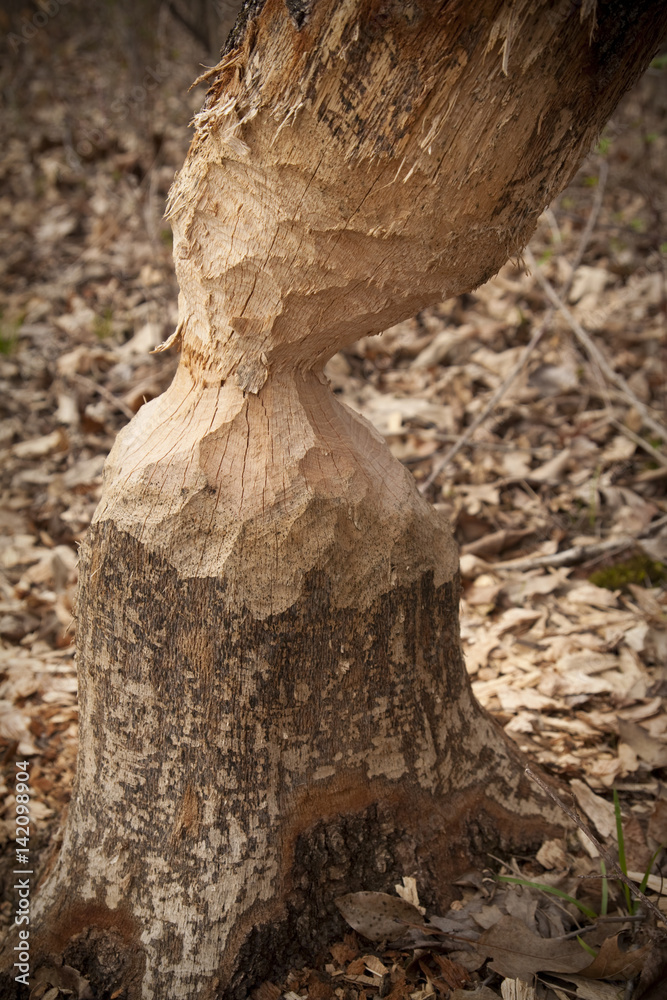 Tree showing wear from a beaver Tree showing wear from a beaver