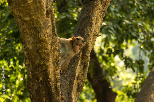 Monkey © Amit