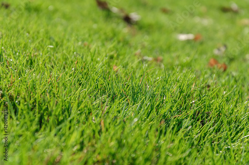 Green grass on the lawn closeup. Background texture Wallpaper
