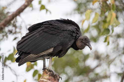 Obraz na plátne American Black vulture