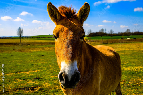 Wildpferde auf der Weide