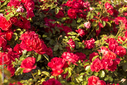 Beautiful bush of red roses in a spring garden. Red roses. Blooming garden. Spring. Summer. © Kristina89