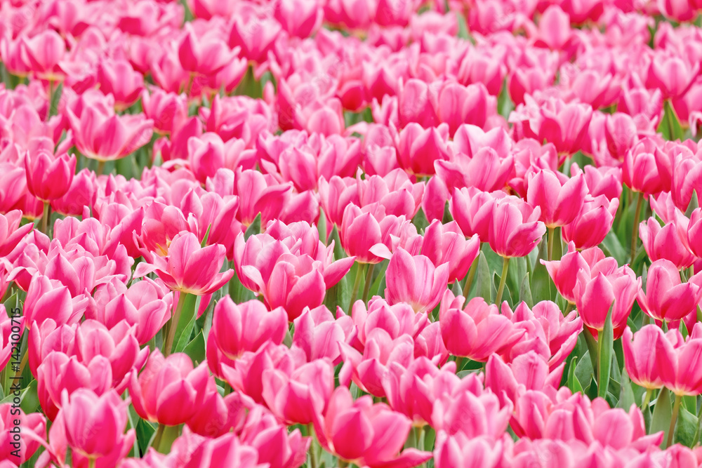 Tulips garden