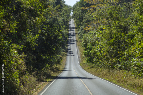 Asphalt road in forest