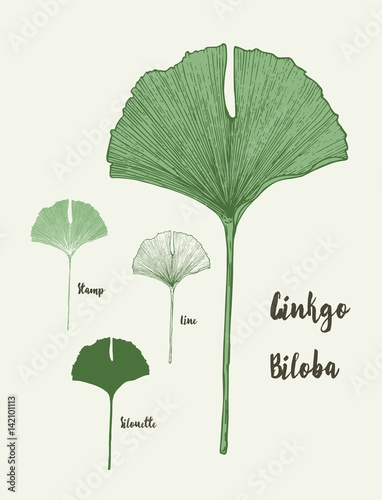 Tropical ginkgo biloba yellow leaves. Hand Drawn Vector illustration.