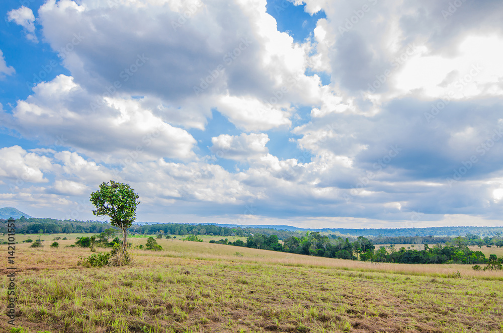 Summer landscape of young green forest with bright blue sky Summer landscape of young green forest with bright blue sky