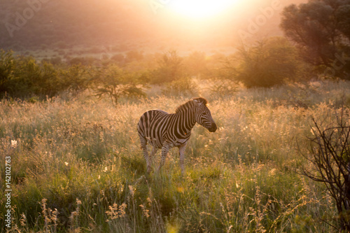 zebra at dawn