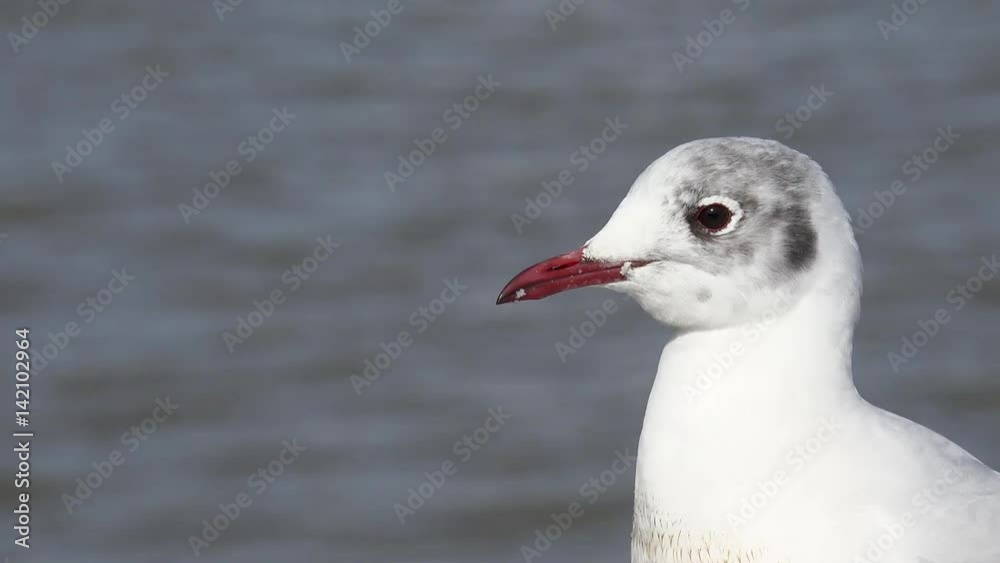 Black-headed gull in Juvenile plumage Black-headed gull in Juvenile plumage