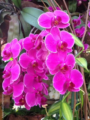 Wonderful orchids