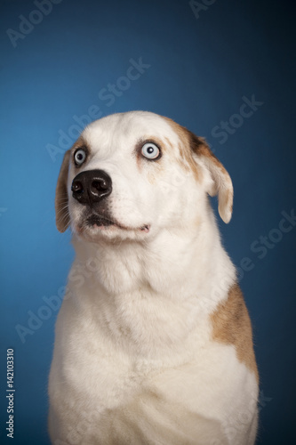 Blue eyed dog posing on blue background