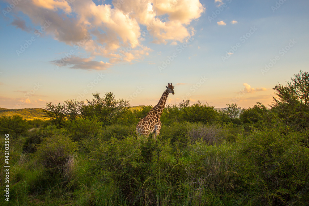 Fototapeta premium Giraffe