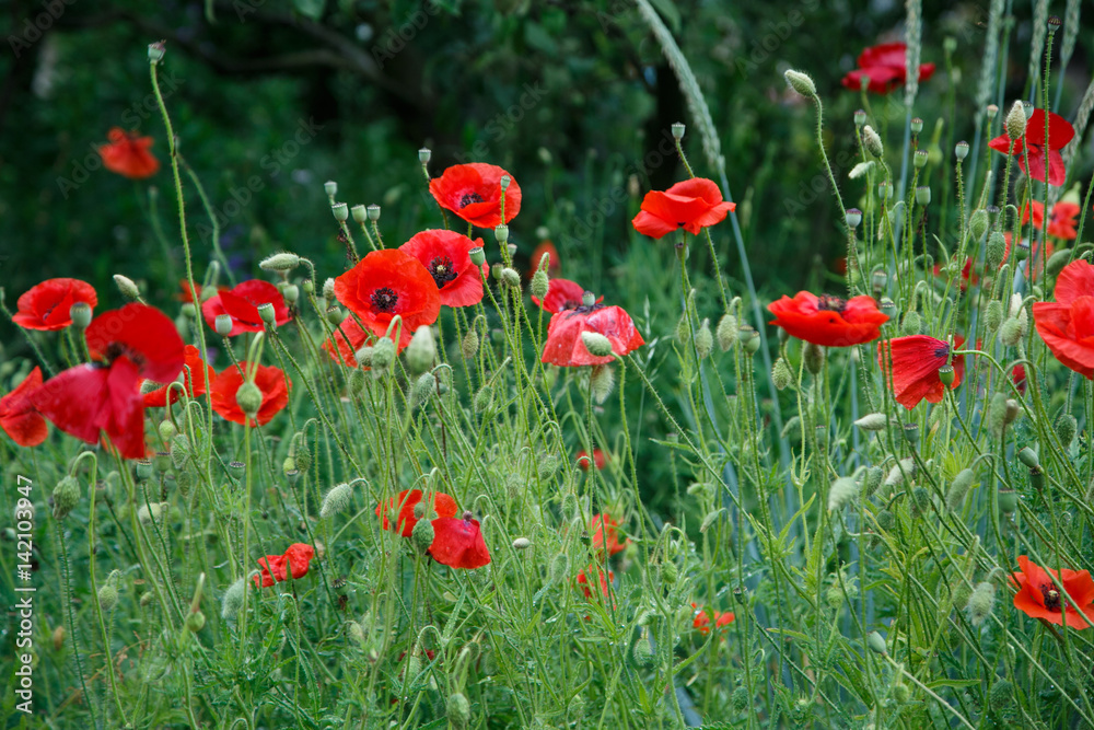 Obraz premium Red poppy