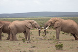 elephant bulls