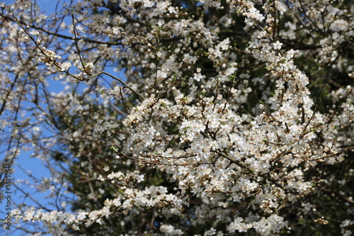 Schlehdornblüten