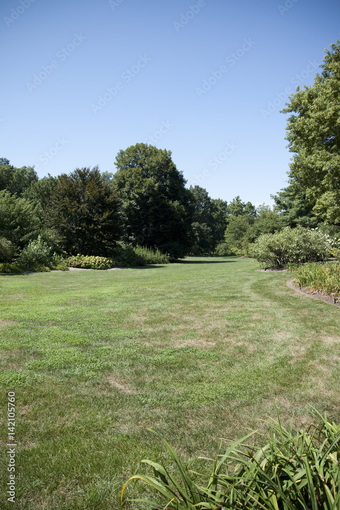 Grass, trees, and blue sky Grass, trees, and blue sky