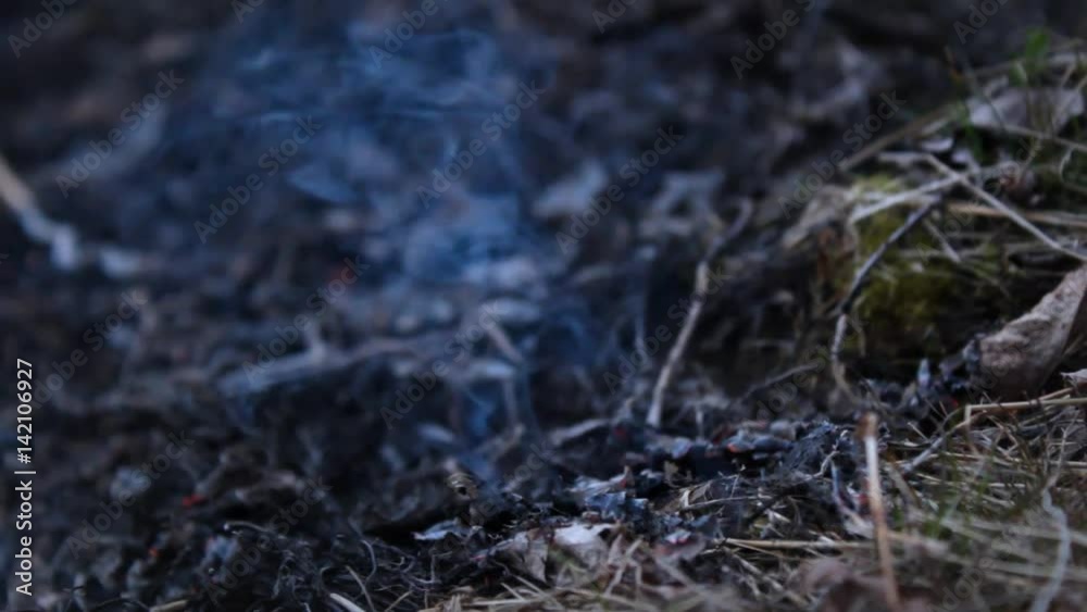 Flames die in ashes in grassy area near the edge of bonfire Flames die in ashes in grassy area near the edge of bonfire
