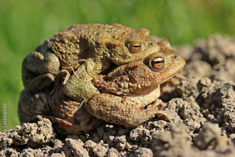 Erdkrötenpaar (Bufo bufo) auf Wanderschaft
Erdkrötenpaar (Bufo bufo) auf Wanderschaft