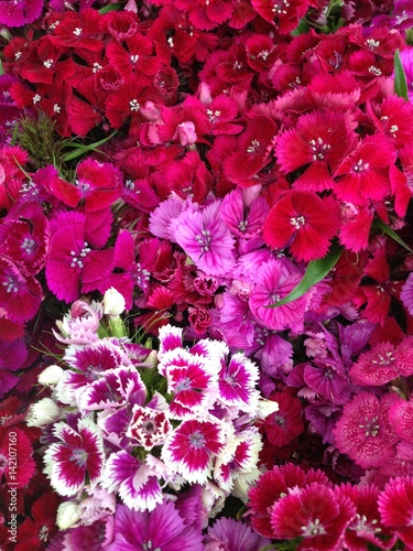 Bunch of pink flowers
