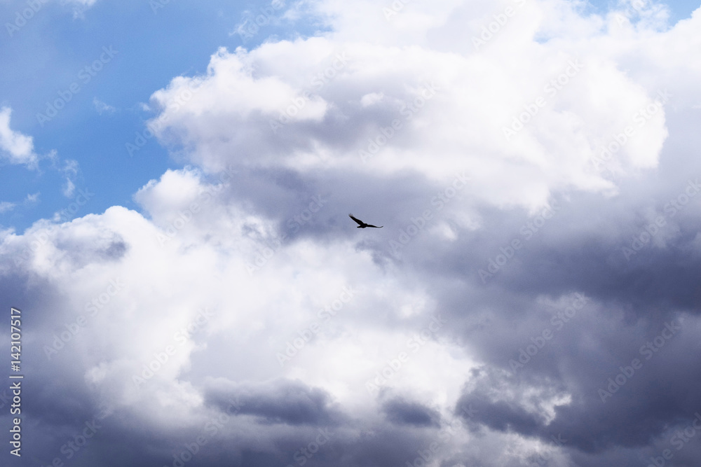 Vogel vor blauem Himmel mit Wolken